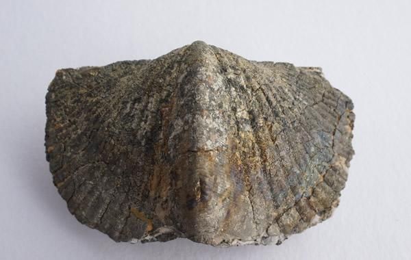 スピリファー化石　Paraspirifer Bownockeri Paraspirifer Bownockeri - greenfloat