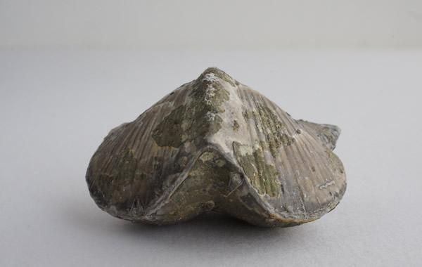 スピリファー化石　Paraspirifer Bownockeri Paraspirifer Bownockeri - greenfloat