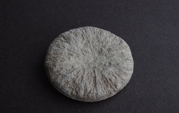 3 サンゴの化石 亀 (大) 天然石 菊目石 珊瑚 コラール 縁起物 魔除け+