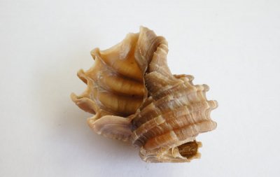 β Fossil Ecphora Quadricostata