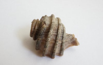 β Fossil Ecphora Quadricostata