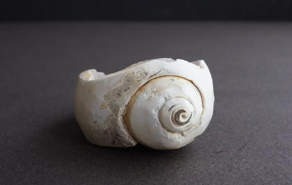 古代の貝 貝の化石 Fossil Shell - greenfloat