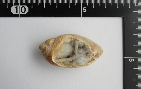 貝の化石 Fossil Shell - greenfloat