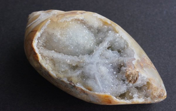 貝の化石 Fossil Shell - greenfloat