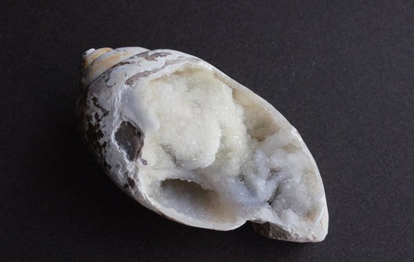 貝の化石 Fossil Shell greenfloat