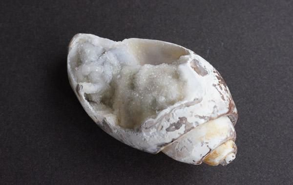 巻き貝♡様 貝の化石 Fossil Shell - greenfloat