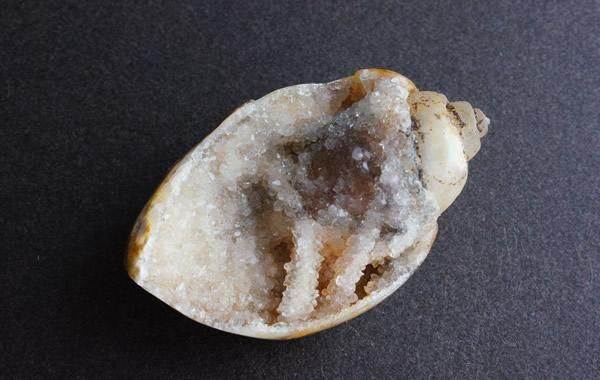 古代の貝 貝の化石 Fossil Shell - greenfloat