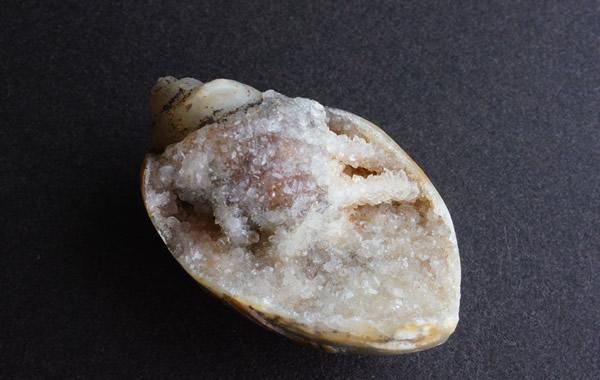 貝化石 3枚連結！イタリア産ホタテ貝ペクテンの化石（Pecten