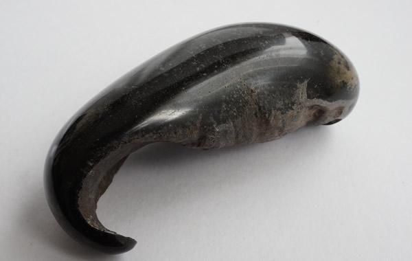 クジラの耳骨の化石 Fossil Whale Middle Ear Bone(Tympanic クジラの耳骨の化石 Fossil Whale Middle Ear Bone(Tympanic