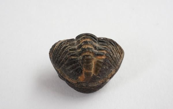 ペディノパリオプス 化石 [PH100] 三葉虫 ファコプス ペディノパリオプス 化石 [PH100] 三葉虫 ファコプス - メルカリ