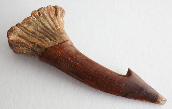 オンコサウルスの額棘の化石 Fossil Onchosaurus Rostral Spine