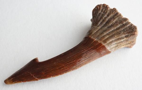 オンコサウルスの額棘の化石 Fossil Onchosaurus Rostral Spine