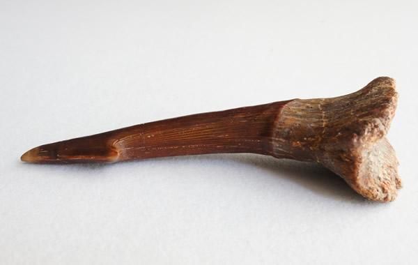 オンコサウルスの額棘の化石 Fossil Onchosaurus Rostral Spine