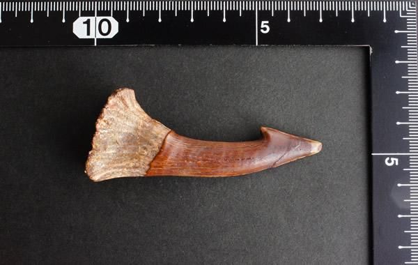 ノコギリエイ オンコサウルス Onchosaurus・２ （モロッコ産化石標本） 白亜紀魚類 ノコギリエイ オンコサウルス Onchosaurus・2