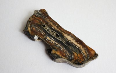ޥ⥹λβ Fossil Mammoth Tooth