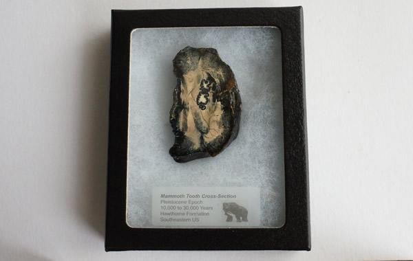 マンモスの歯の化石 Fossil Mammoth Tooth - greenfloat