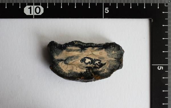 マンモスの歯の化石 Fossil Mammoth Tooth - greenfloat