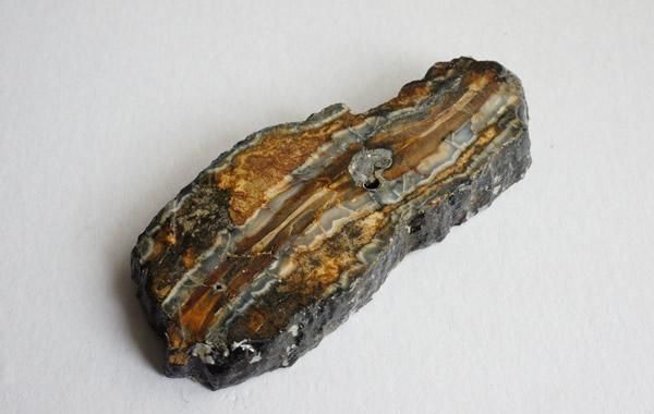 マンモスの歯の化石 Fossil Mammoth Tooth - greenfloat