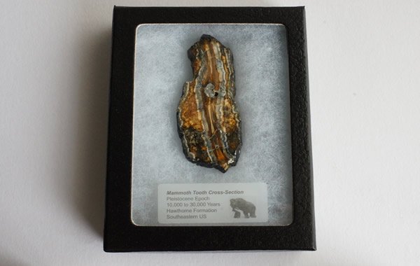 マンモスの歯の化石 Fossil Mammoth Tooth - greenfloat