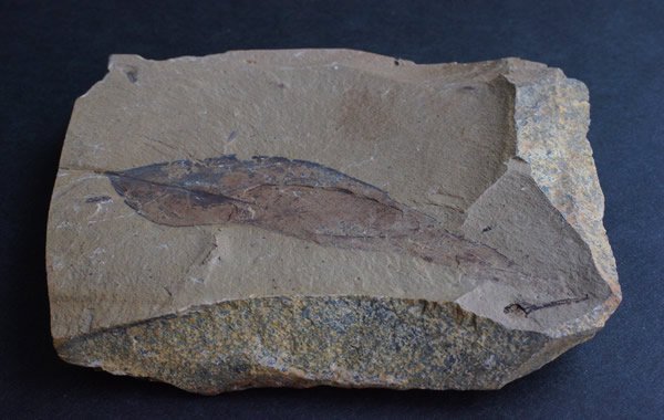 三葉虫 化石 fossil ボリビア産 レア Fossil管理⑧ 売上最激安