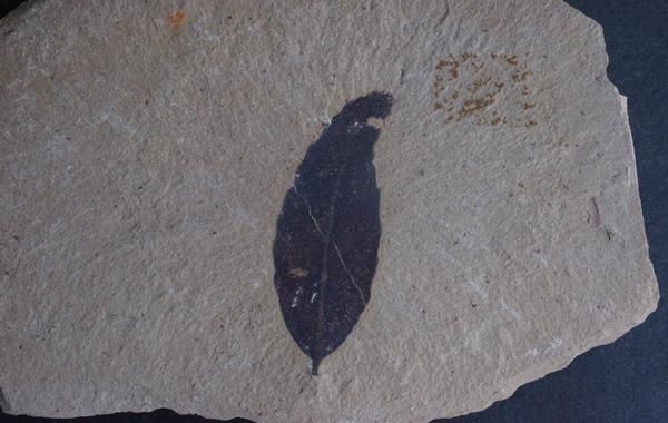 葉の化石 Leaf Fossil - greenfloat