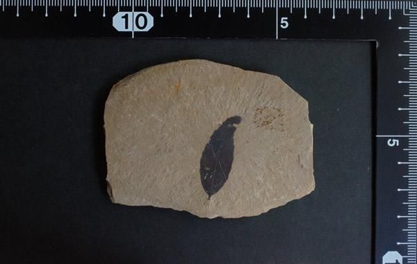 葉の化石 葉の化石 Leaf Fossil - greenfloat