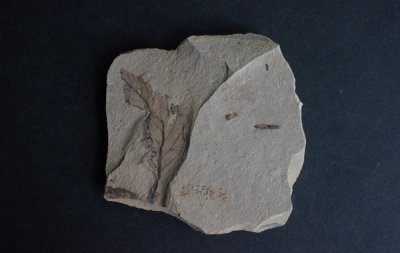 դβ Leaf Fossil