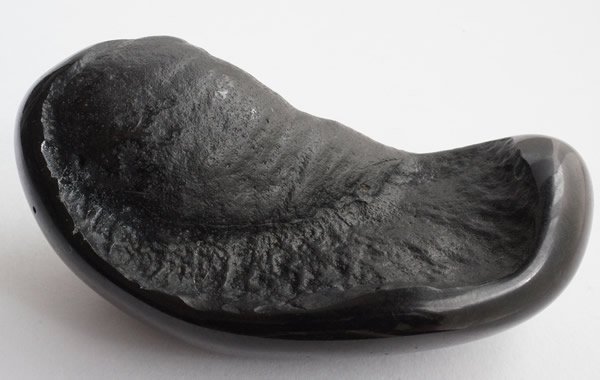 クジラの耳骨の化石 Fossil Whale Middle Ear Bone(Tympanic Bulla) - greenfloat