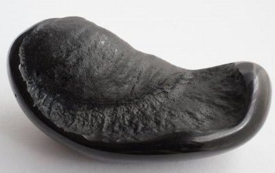 μβ Fossil Whale Middle Ear Bone(Tympanic Bulla)