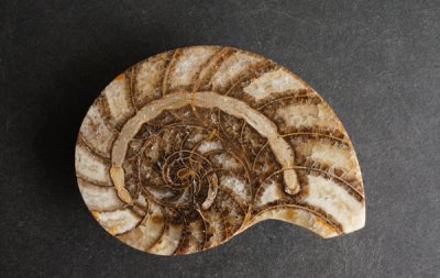 ʥ Ammonite