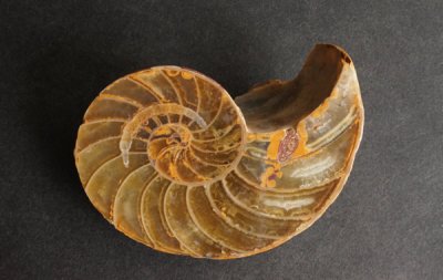 ʥ Ammonite