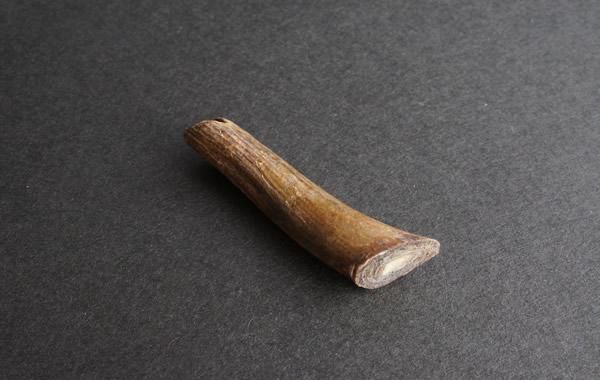 深海松　レインボーコーラル 根付け レインボーコーラル Rainbow Coral - greenfloat