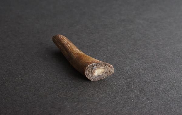 レインボーコーラル Rainbow Coral - greenfloat