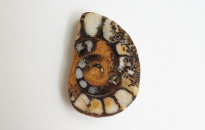 アンモナイト Ammonite