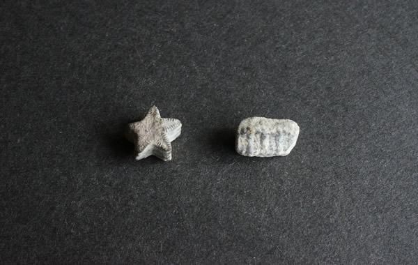 ウミユリ 化石 ウミユリの化石（Arthroacantha）｜化石販売・鉱物販売の東京