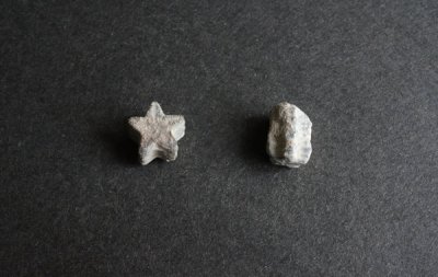 ウミユリの化石 Fossil Crinoid