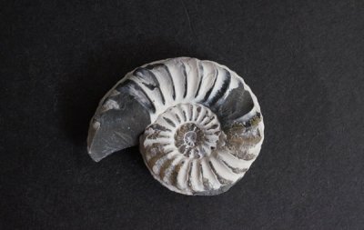 <img class='new_mark_img1' src='https://img.shop-pro.jp/img/new/icons49.gif' style='border:none;display:inline;margin:0px;padding:0px;width:auto;' />ʥ Ammonite
