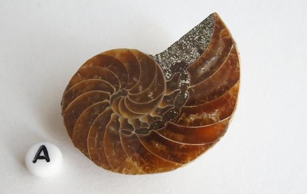 オウムガイの化石 Fossil Nautilus - greenfloat
