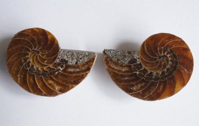 オウムガイの化石 Fossil Nautilus