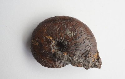 アンモナイトの化石 Fossil Ammonite