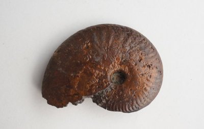 ʥȤβ Fossil Ammonite
