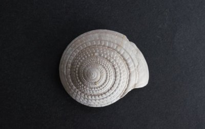 <img class='new_mark_img1' src='https://img.shop-pro.jp/img/new/icons49.gif' style='border:none;display:inline;margin:0px;padding:0px;width:auto;' />β Fossil Gastropod