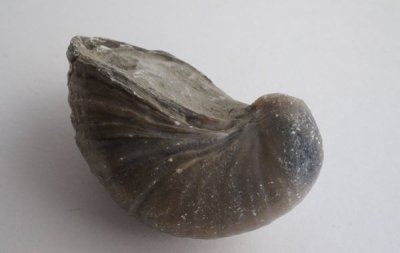 β Fossil Gryphaea