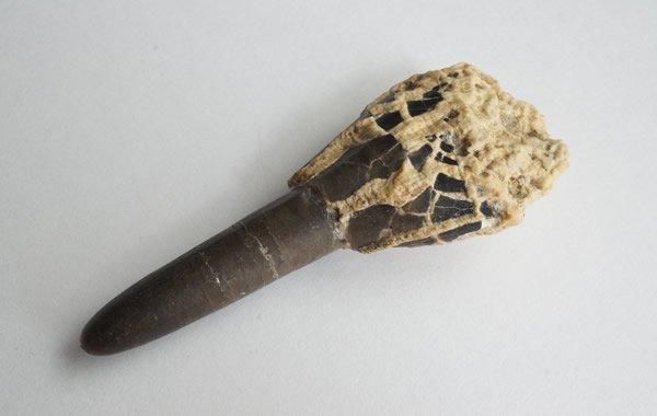 ベレムナイトの化石 Belemnites - greenfloat