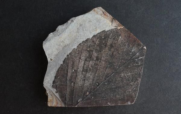 木の葉の化石 Fossil Leaf - greenfloat