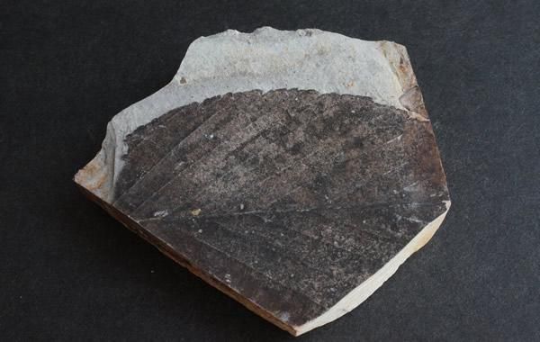 木の葉の化石 Fossil Leaf - greenfloat