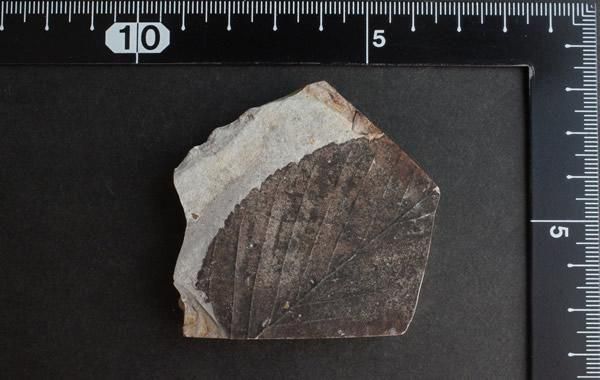 木の葉の化石 Fossil Leaf - greenfloat