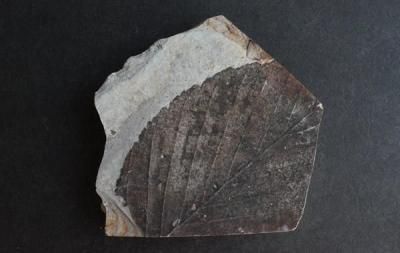 ڤդβ Fossil Leaf