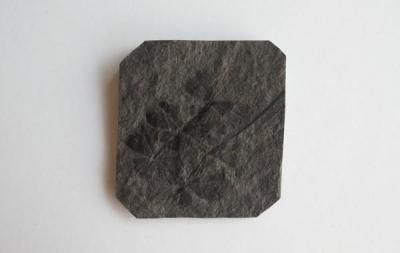 Fossil Ferns