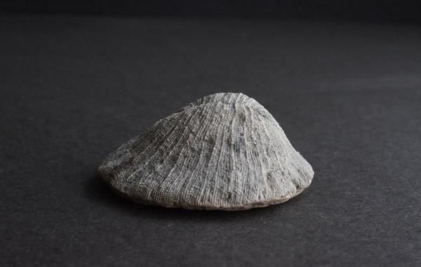 サンゴの化石 Fossil Coral - greenfloat